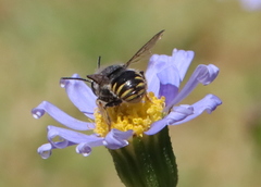 Severanthidium