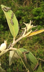 Pyrgomorphidae