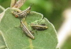 Pyrgomorphidae