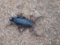 Parabuthus transvaalicus