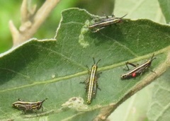 Pyrgomorphidae