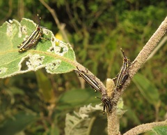 Pyrgomorphidae