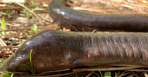 Amphiuma means image