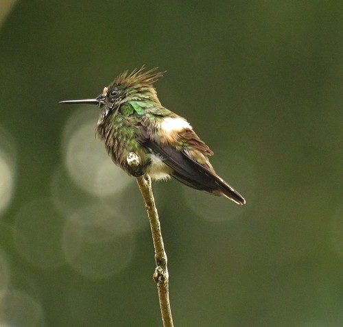 Butterfly Coquette