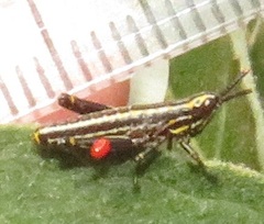 Pyrgomorphidae