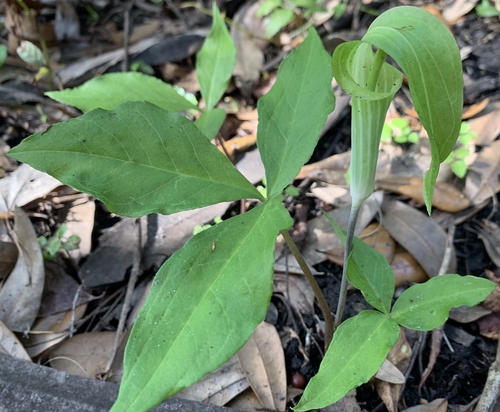 (linked from Arisaema triphyllum) Arisaema image