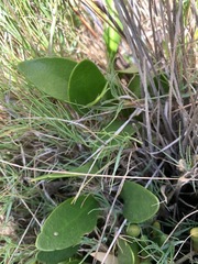 Alyxia buxifolia