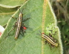 Pyrgomorphidae