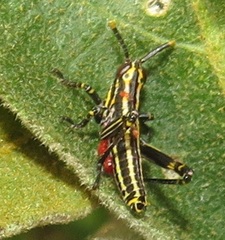 Pyrgomorphidae