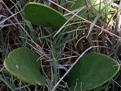 Alyxia buxifolia