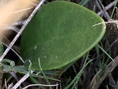 Alyxia buxifolia