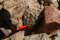 Mammillaria blossfeldiana
