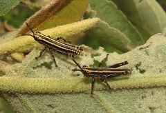 Pyrgomorphidae