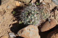 Mammillaria hutchisoniana