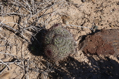 Mammillaria hutchisoniana