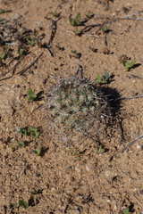 Mammillaria hutchisoniana