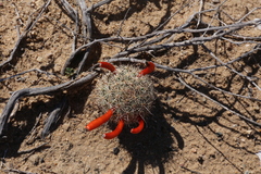Mammillaria blossfeldiana