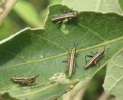 Pyrgomorphidae