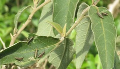 Pyrgomorphidae