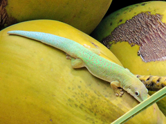 Phelsuma dubia