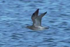 Numenius phaeopus phaeopus