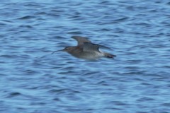 Numenius phaeopus phaeopus