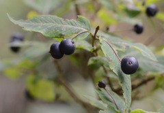 Lonicera nigra