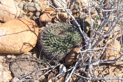 Mammillaria brandegeei