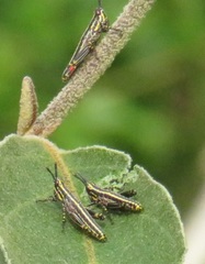 Pyrgomorphidae