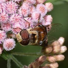 Copestylum quadratum