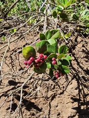 Gaultheria insana