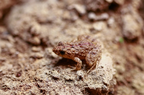 Colombian Swamp Frog, Pseudopaludicola pusilla