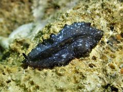 Pseudobiceros stellae