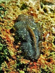 Pseudobiceros stellae