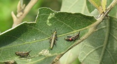 Pyrgomorphidae