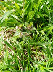 Stachys arvensis