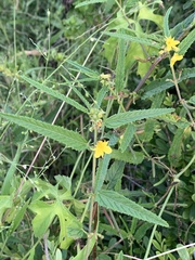 Corchorus asplenifolius
