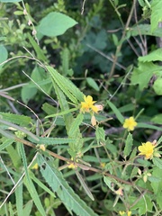 Corchorus asplenifolius