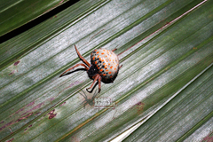 Mastophora carpogaster