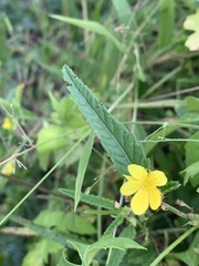 Corchorus asplenifolius