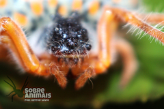 Mastophora carpogaster