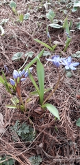 Scilla bifolia