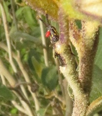Pyrgomorphidae