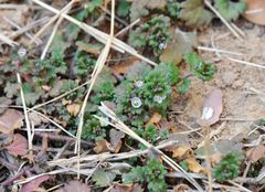 Veronica polita lilacina