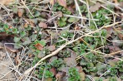 Veronica polita lilacina