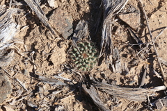 Mammillaria brandegeei