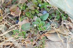 Veronica polita lilacina