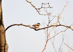 Aegithalos glaucogularis