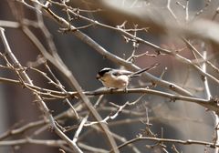 Aegithalos glaucogularis