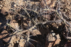 Cylindropuntia tesajo